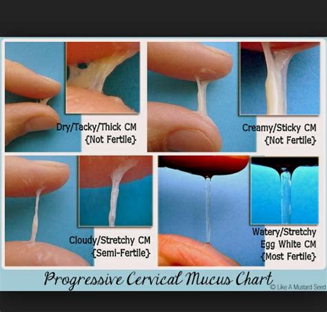 what does grool taste like|Getting wet: cervical fluid vs. arousal fluid vs. vaginal discharge.